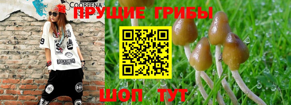 Ипатово  Псилоцибиновые грибы ЛСД  Вход с VPN  Галлюциногенные грибы Psilocybine cubensis 